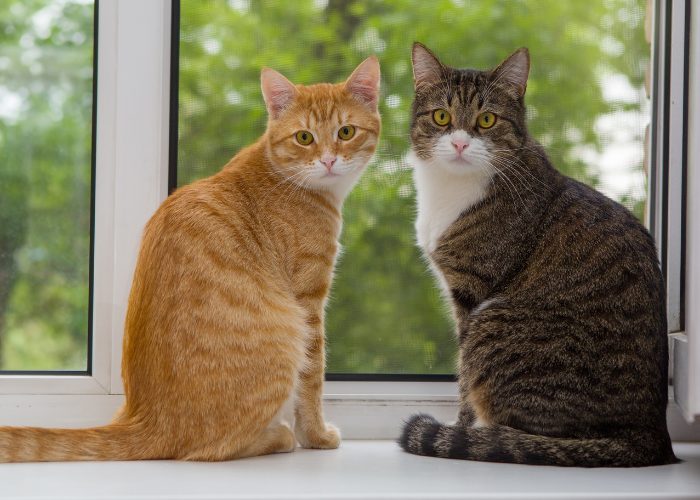 The Many Pattern Formations of a Tabby Cat