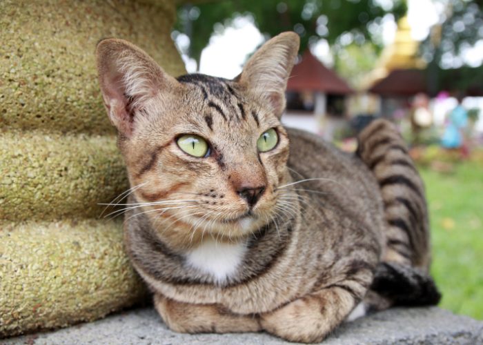 Mackerel Tabby Pattern