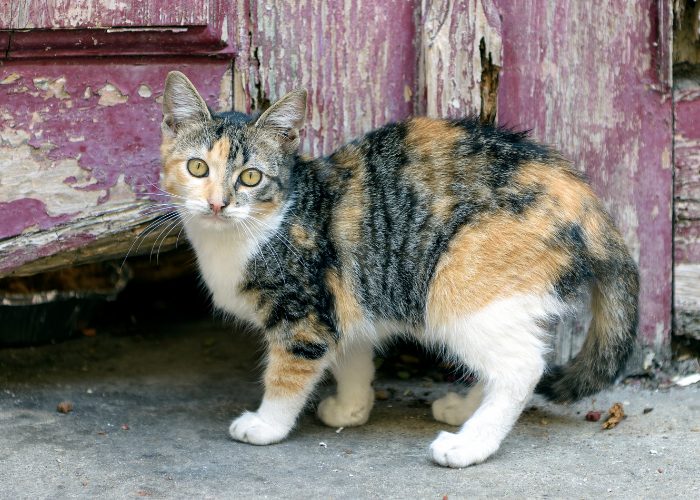 Calico/Tortoiseshell Pattern