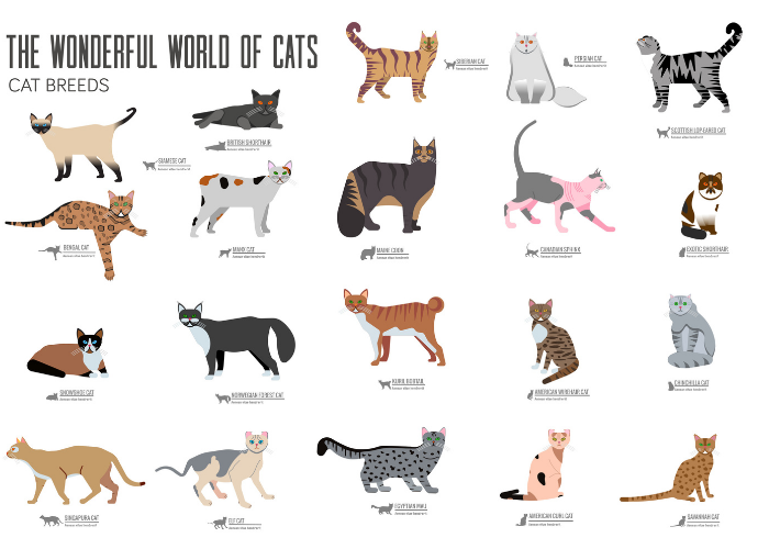 There Are Numerous Breeds with Tabby Patterns