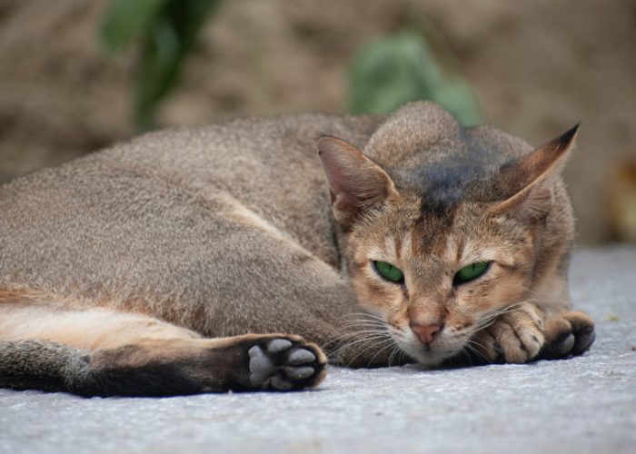 Abyssinian Cats