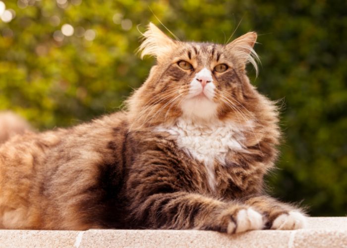 Maine Coon Cats