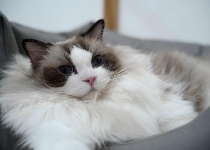 Ragdoll Cats