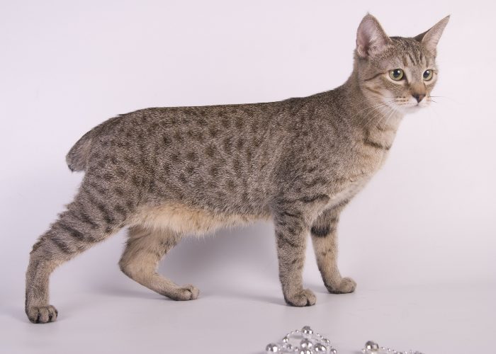 American Bobtail Cats