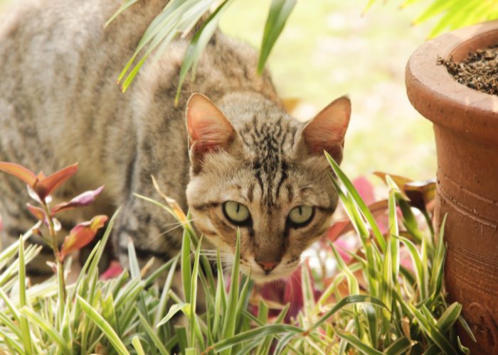 Javanese Cats