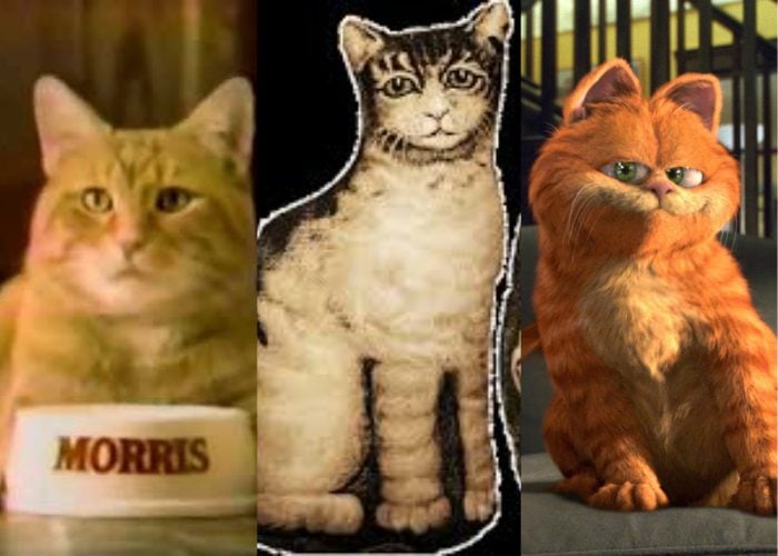 Morris the Cat, Ithaca Kitty, and Garfield