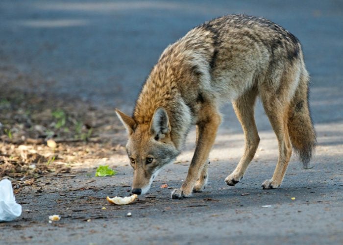 Coyote Attacks on Dogs