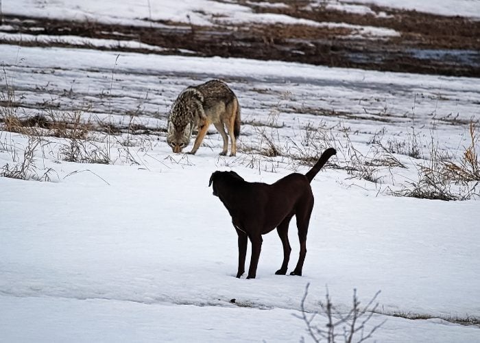 Pet-related Coyote Attacks