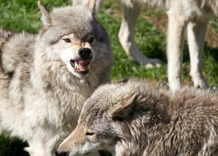 Rabid-related Coyote Attacks