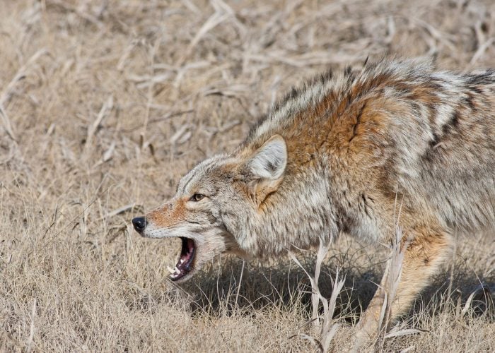 Defense Mechanism-based Coyote Attacks