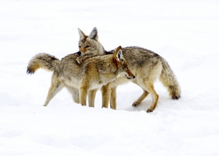 Mating-related Coyote Attacks