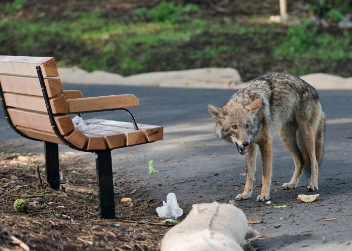 Avoid Feeding Coyotes