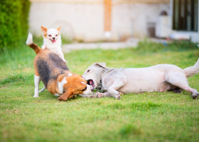 Watch Your Dog When Outside At All Times