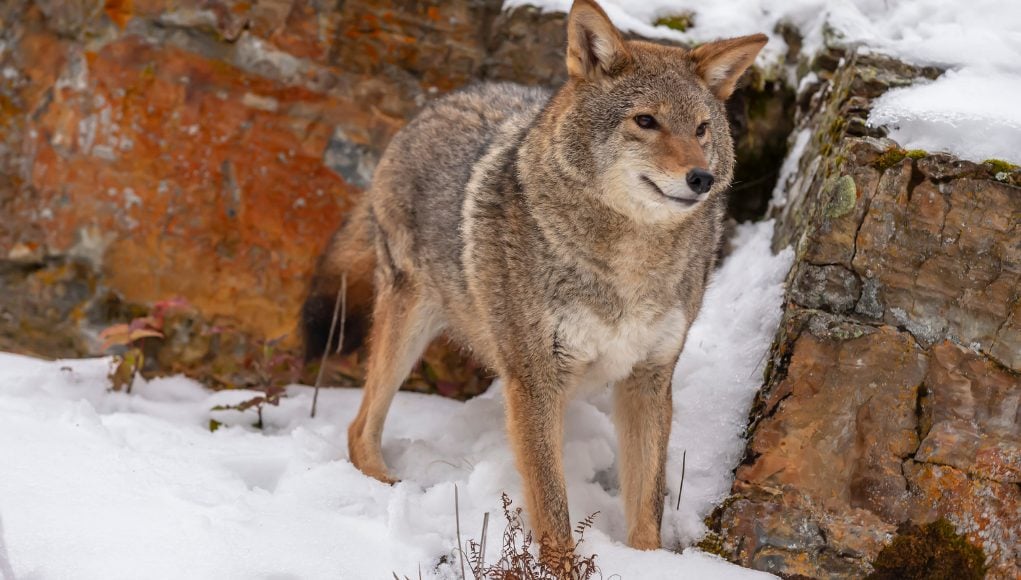 Coyote Attacks on Dogs: Things You Must Know For Their Protection