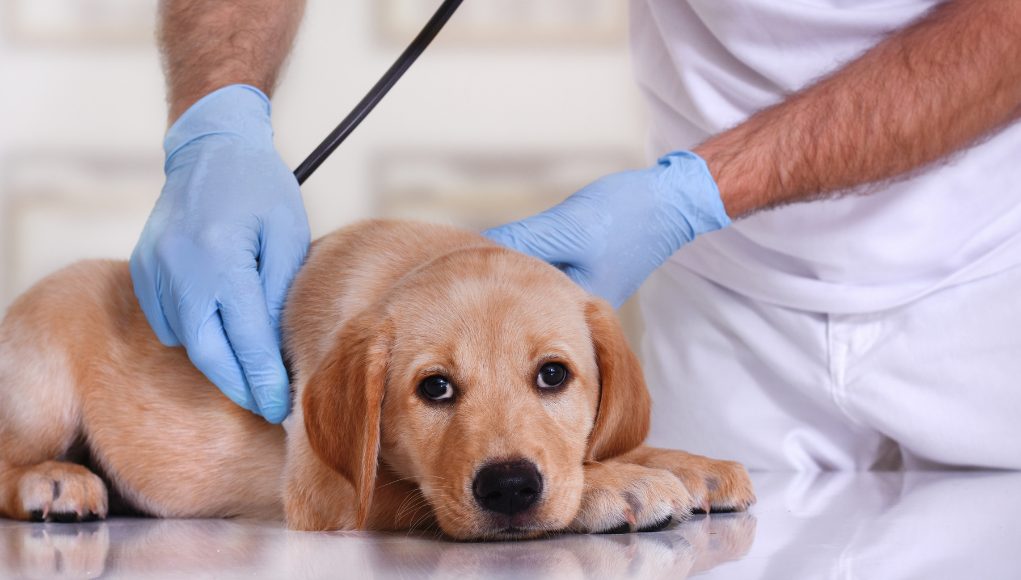 Most Common Health Conditions in Dogs To Look Out For