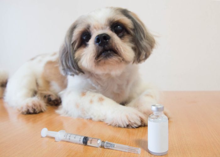 Most Common Health Conditions in Dogs To Look Out For: Diabetes