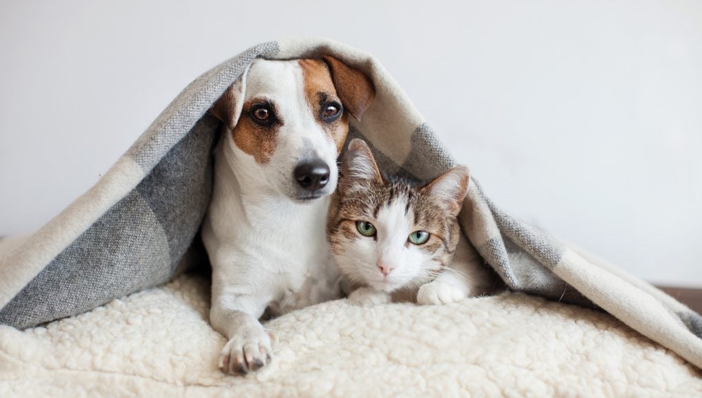 Introduce Your Cat and Dog Successfully: Important Tips To Remember 