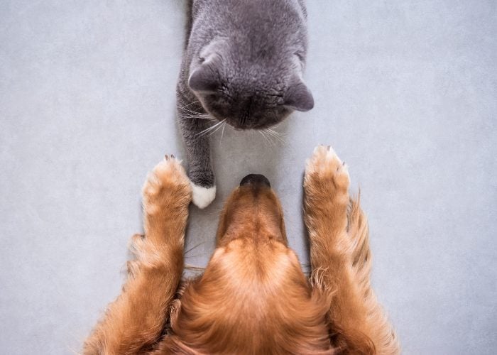 Tip #2: Introduce Your Pet Slowly To Each Other