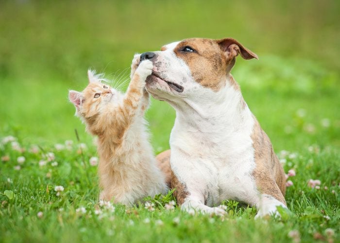 Tip #5: Teach Your Pets Basic Commands 