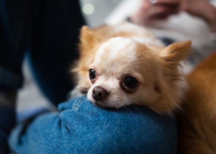 Can Dogs Sense If A Loved One Is About To Die? 