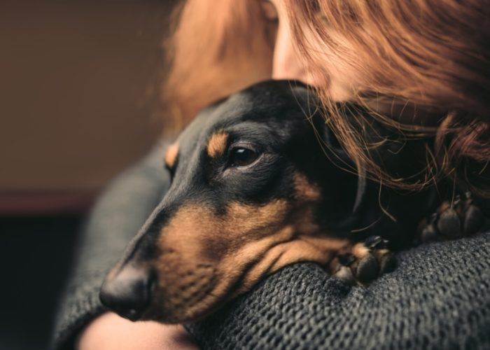 How to Help Your Pet Cope Up with Grief 