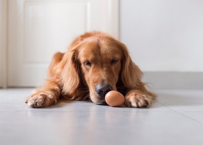 Potential Side Effects of Eggs for Dogs