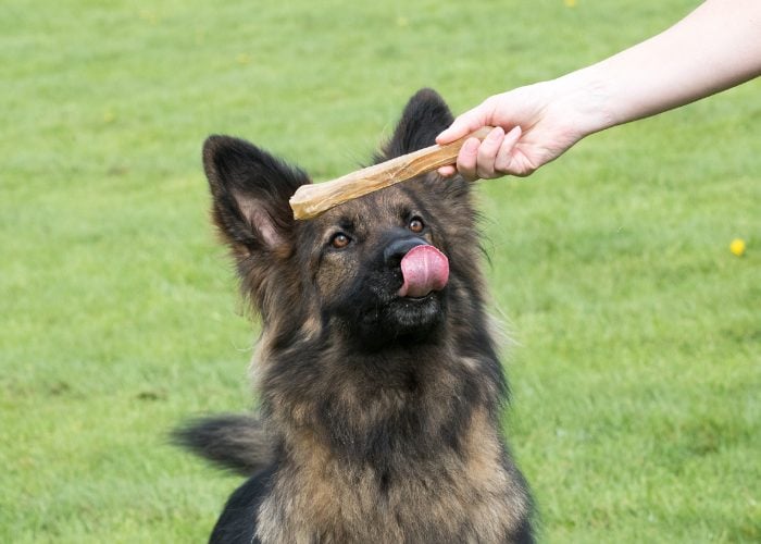 What are the Benefits of Dog Bones for Chewing?