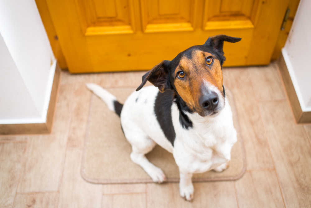 dog mud mat