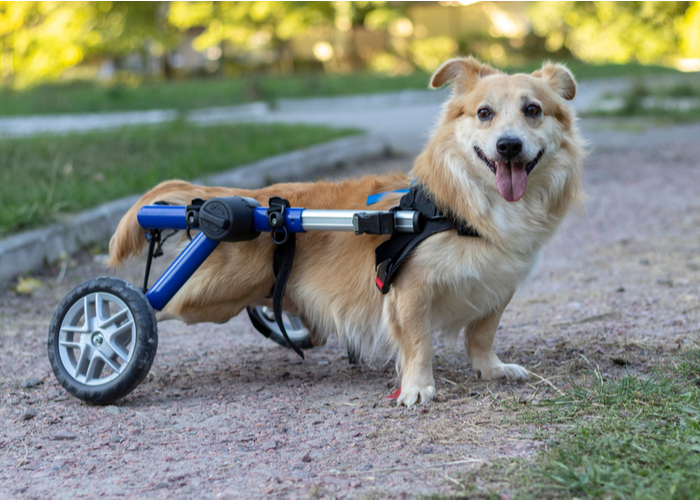 Strength Training for Dogs