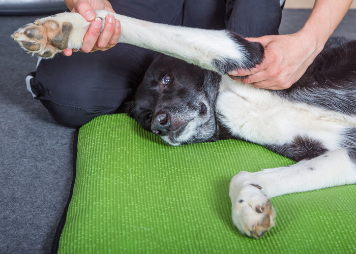 Physical dog rehabilitation