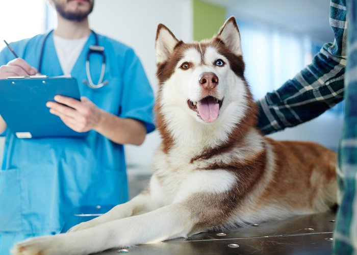 qualified canine physical therapist