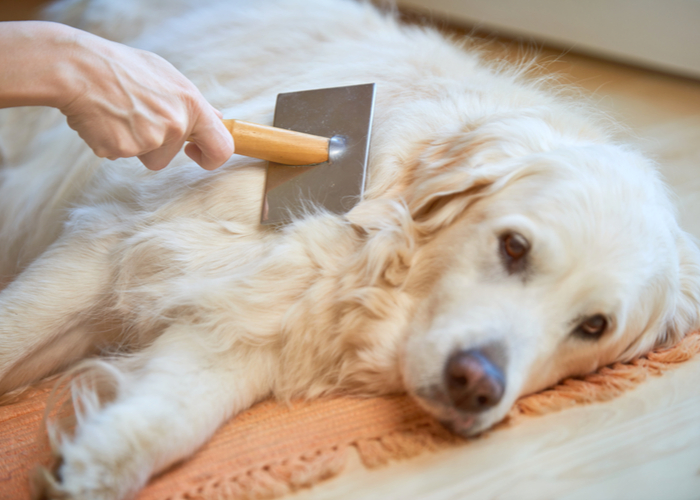 Purebred Golden Retriever Shedding Season