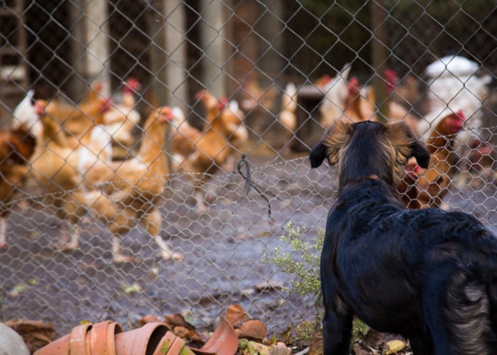 How to introduce dogs to your chickens - Step 1