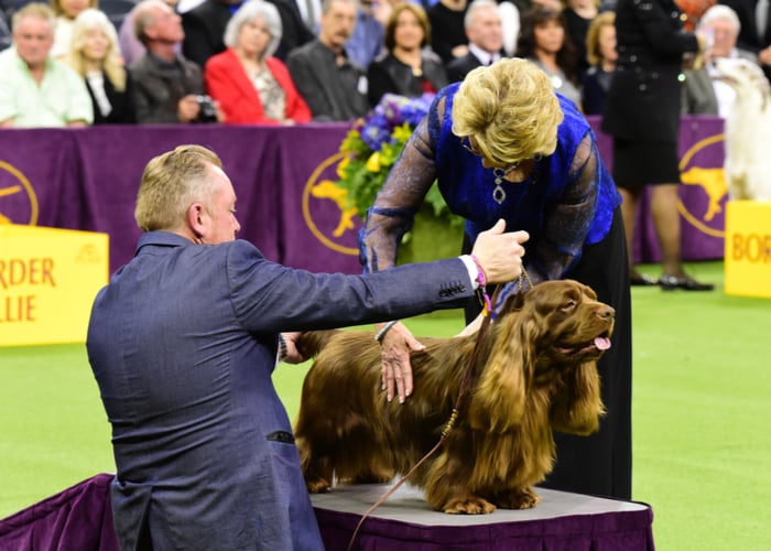 How Dog Show Works