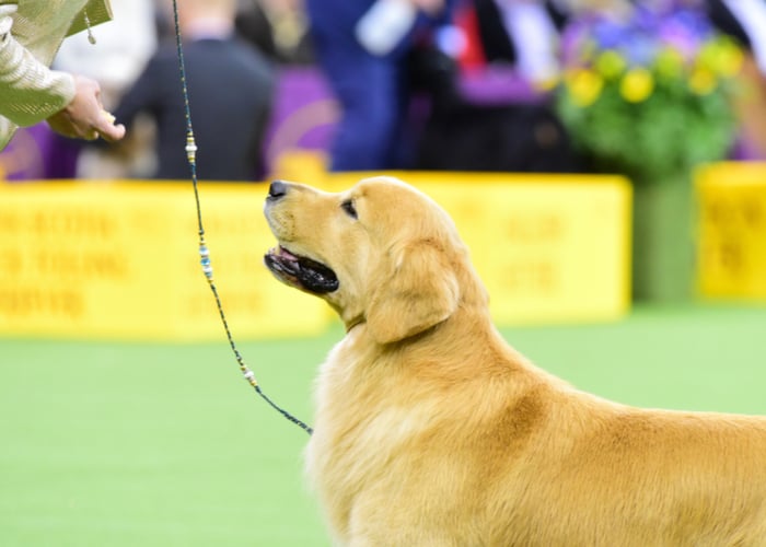 A retriever dog on leash participating in a dog show