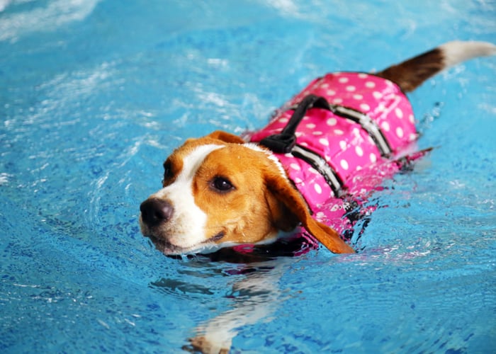 Safety tips in a dog pool