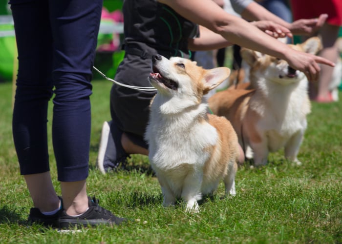 Fidos in dog shows 