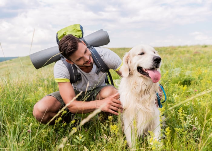 Things to consider before packing up with your dog