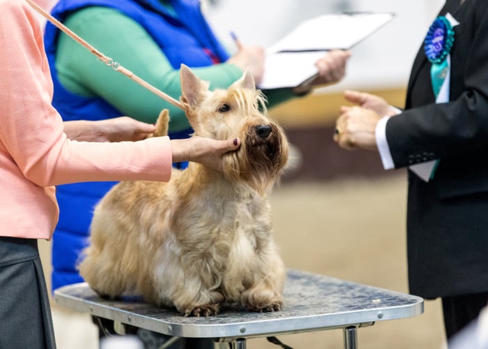 Dog show expert examining a canine