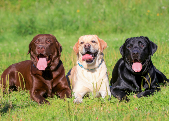 Purebred dog breed