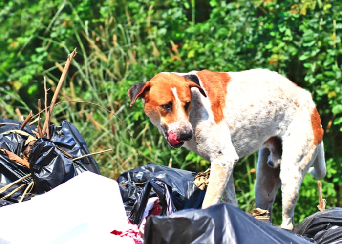 Dog feeding on garbage