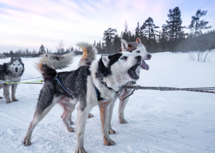 Purebred Siberian Husky barking