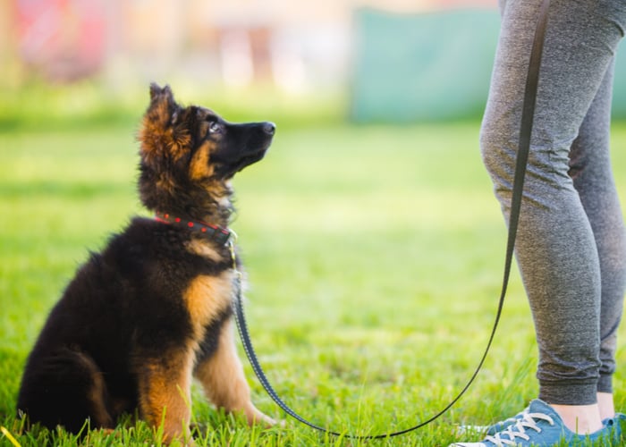 Preparing for a dog show