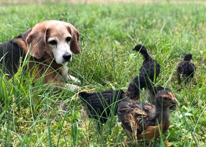 How to introduce dogs to your chickens - Step 3