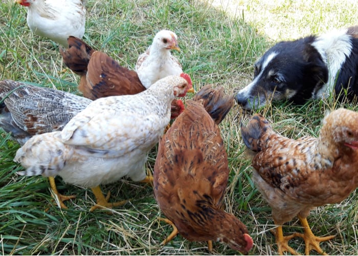 How to introduce dogs to your chickens - Step 4