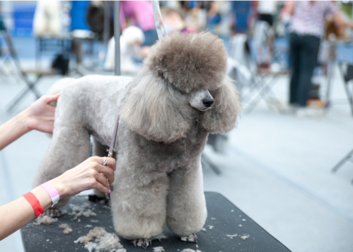 Grooming a show dog