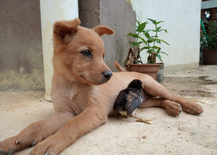 Considering health and age when introducing dogs to chicken