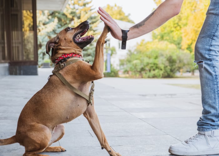 Mixed dog bred high five