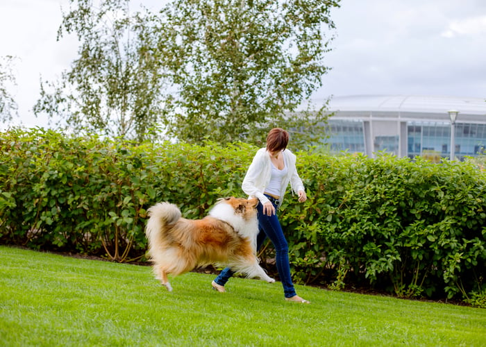 Dog exercising before meeting the chicken