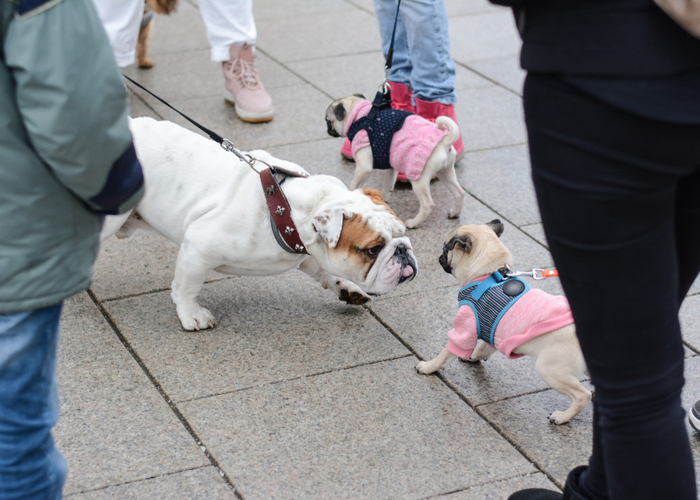 Why flat-faced dogs are popular